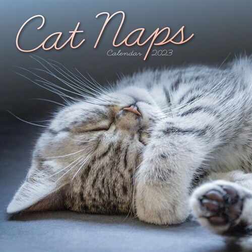 2023 Cat Naps Mini Calendar (Mini)