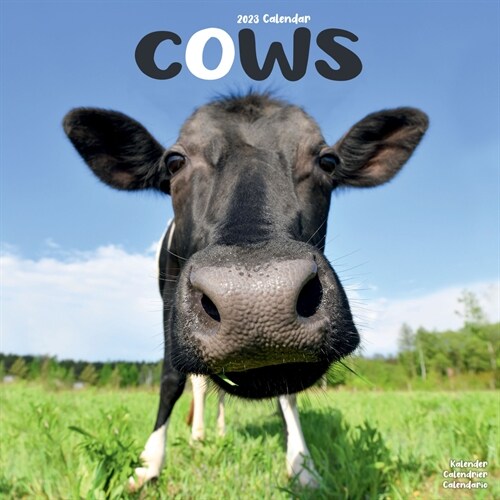 Cows 2023 Wall Calendar (Calendar)