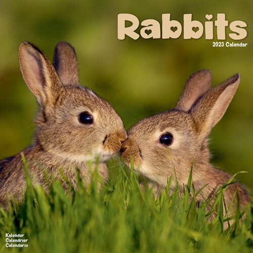 Rabbits 2023 Wall Calendar (Calendar)