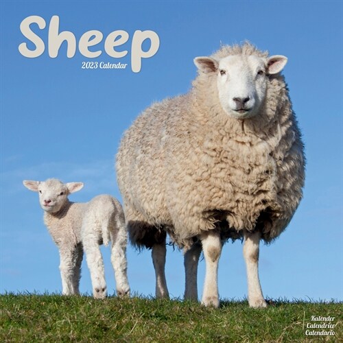 Sheep 2023 Wall Calendar (Calendar)