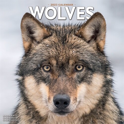 Wolves 2023 Wall Calendar (Calendar)