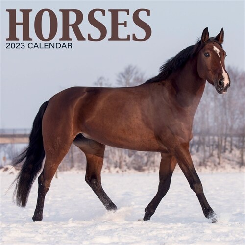2023 Horses Mini Calendar (Mini)