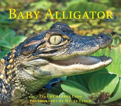 Baby Alligator (Paperback)