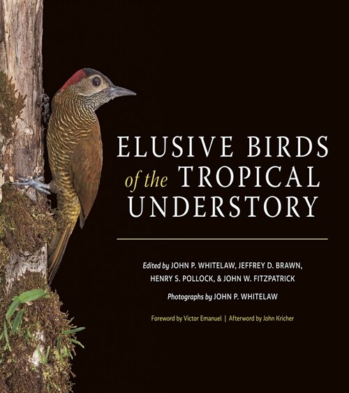 Elusive Birds of the Tropical Understory (Other)