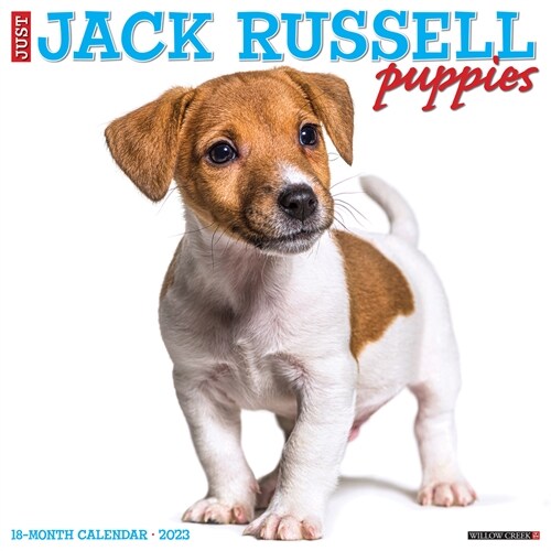 Just Jack Russell Puppies 2023 Wall Calendar (Wall)