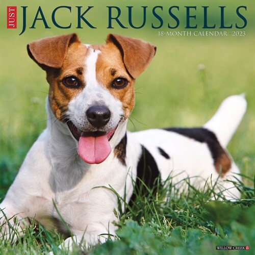 Just Jack Russells 2023 Wall Calendar (Wall)