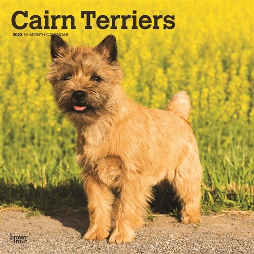 Cairn Terriers 2023 Square (Wall)