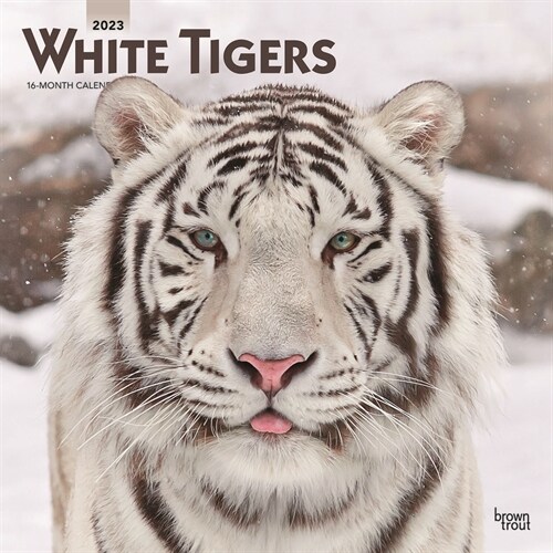 White Tigers 2023 Square (Wall)