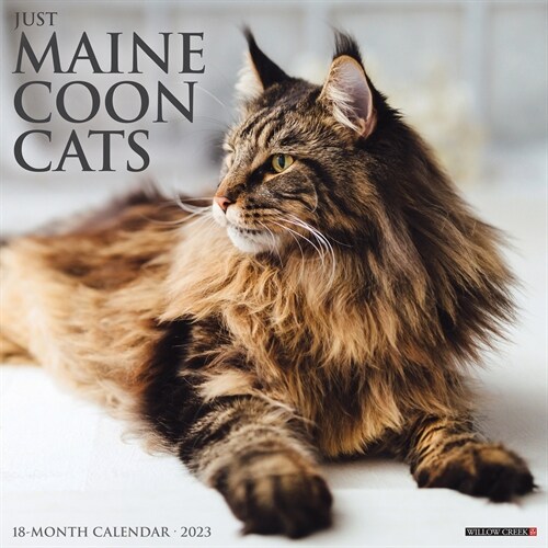 Just Maine Coon Cats 2023 Wall Calendar (Wall)