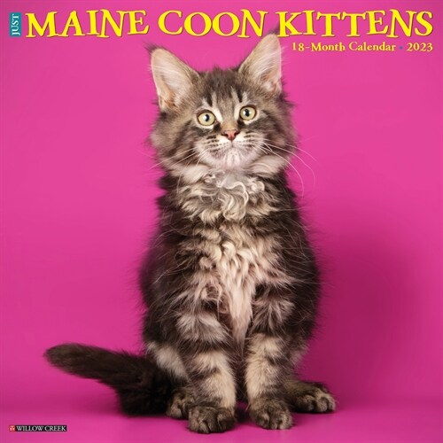 Just Maine Coon Kittens 2023 Wall Calendar (Wall)