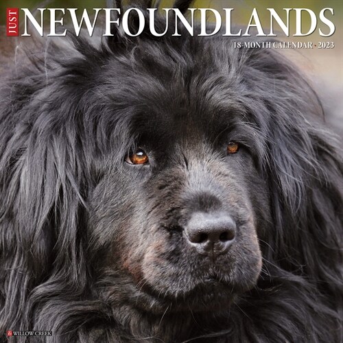 Just Newfoundlands 2023 Wall Calendar (Wall)