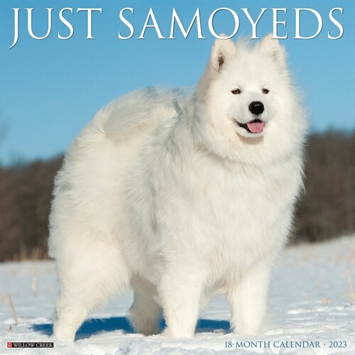 Just Samoyeds 2023 Wall Calendar (Wall)