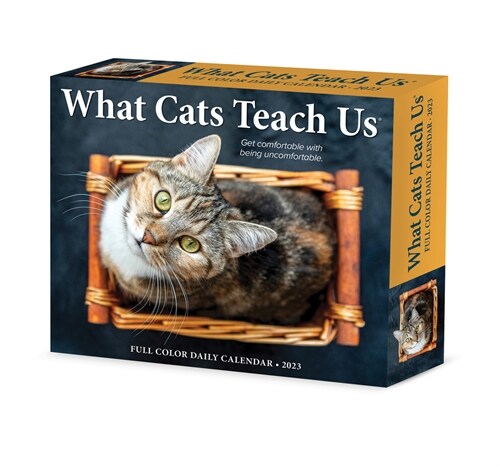 What Cats Teach Us 2023 Box Calendar (Daily)