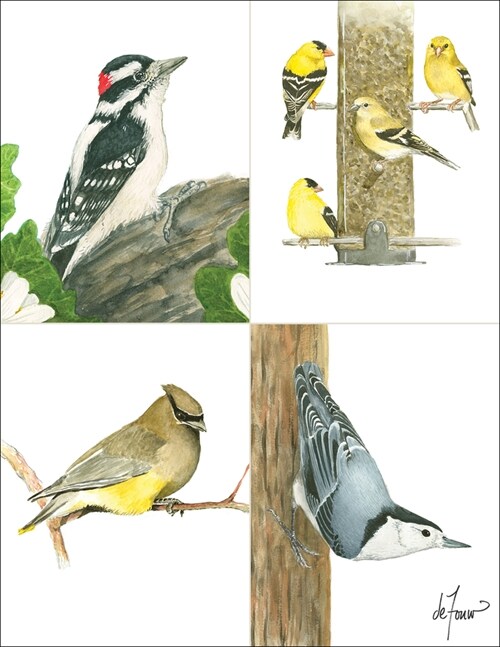 Backyard Birds Boxed Notecard Assortment (Other)