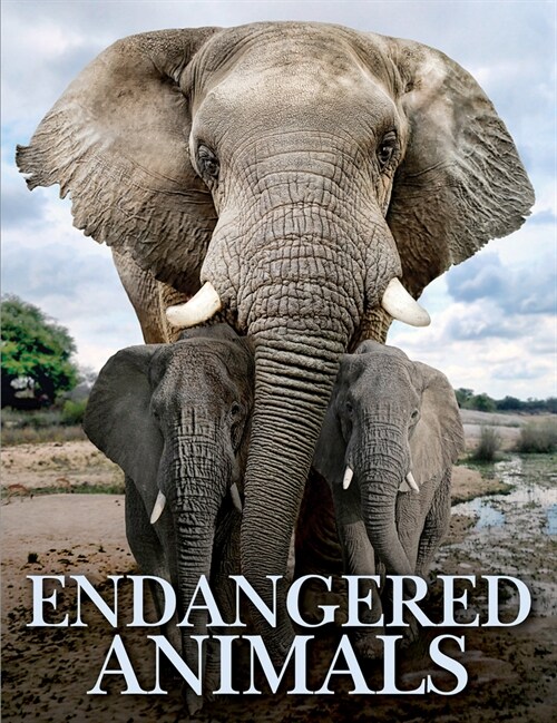 Endangered Animals (Hardcover)