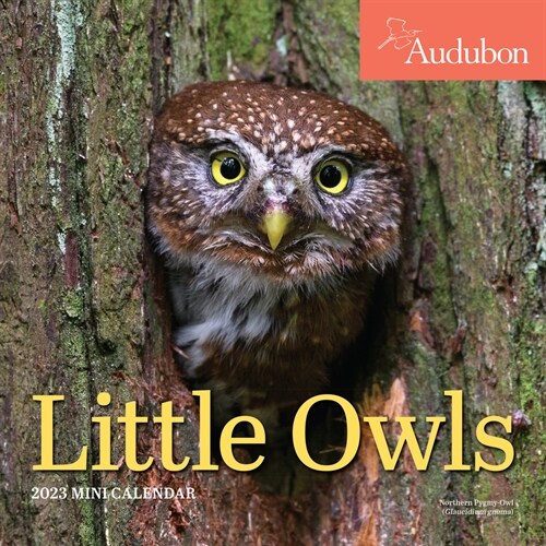 Audubon Little Owls Mini Wall Calendar 2023: A Year of Fluffy and Round Owls (Mini)