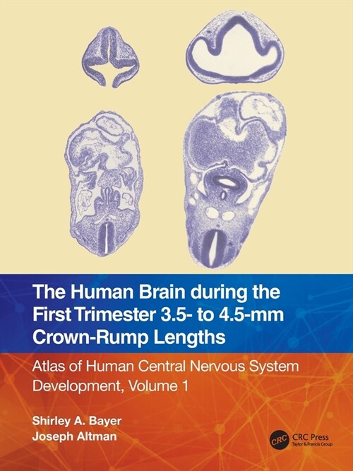 The Human Brain during the First Trimester 3.5- to 4.5-mm Crown-Rump Lengths : Atlas of Human Central Nervous System Development, Volume 1 (Paperback)