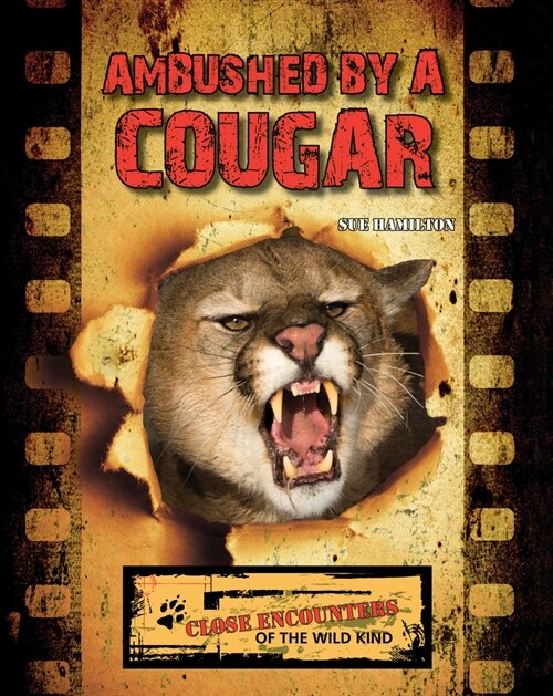 Ambushed by a Cougar (Paperback)