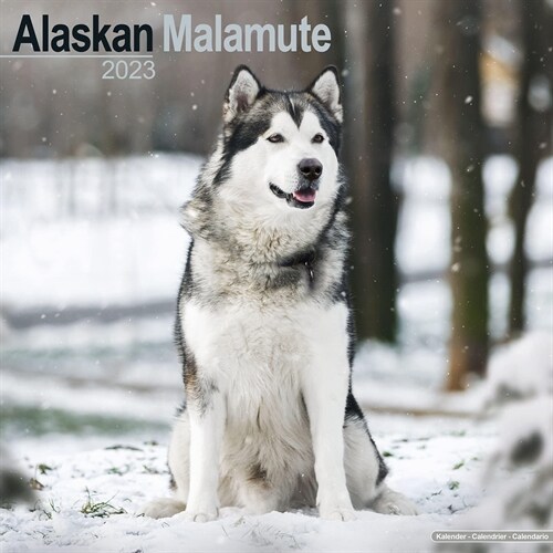 Alaskan Malamute 2023 Wall Calendar (Calendar)