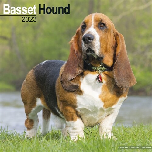 Basset Hound 2023 Wall Calendar (Calendar)