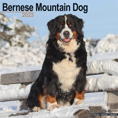 Bernese Mountain Dog 2023 Wall Calendar (Calendar)