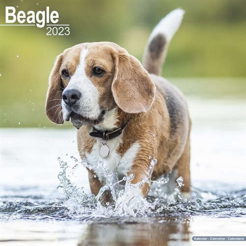Beagle 2023 Wall Calendar (Calendar)