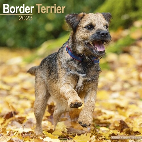 Border Terrier 2023 Wall Calendar (Calendar)