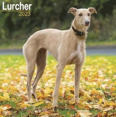 Lurcher 2023 Wall Calendar (Calendar)