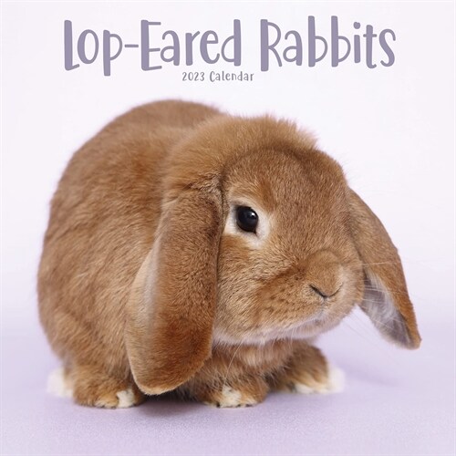 Rabbits - Lop Eared 2023 Wall Calendar (Calendar)