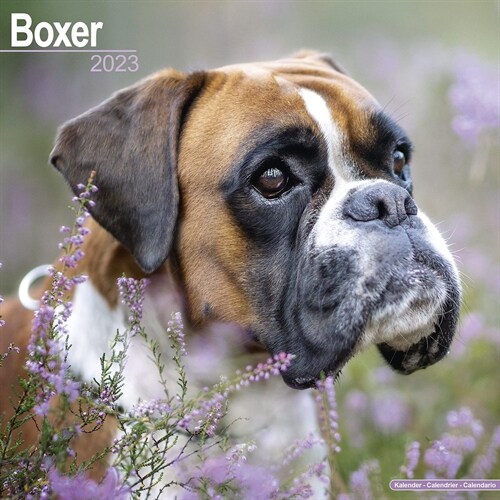 Boxer (Euro) 2023 Wall Calendar (Calendar)