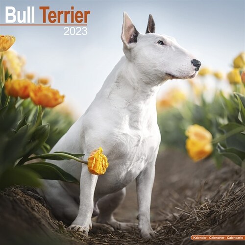 Bull Terrier 2023 Wall Calendar (Calendar)