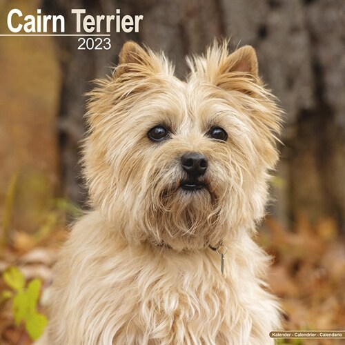 Cairn Terrier 2023 Wall Calendar (Calendar)