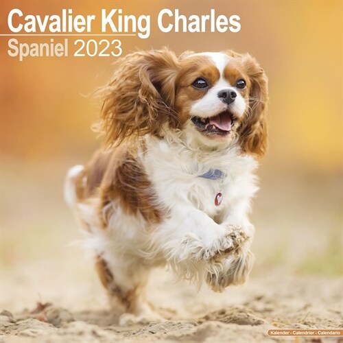 Cavalier King Charles Spaniel 2023 Wall Calendar (Calendar)