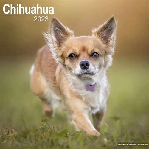 Chihuahua 2023 Wall Calendar (Calendar)