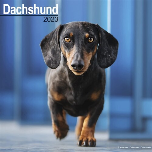 Dachshund 2023 Wall Calendar (Calendar)