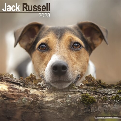 Jack Russell 2023 Wall Calendar (Calendar)