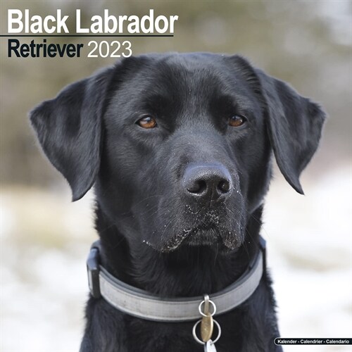 Black Labrador Retriever 2023 Wall Calendar (Calendar)