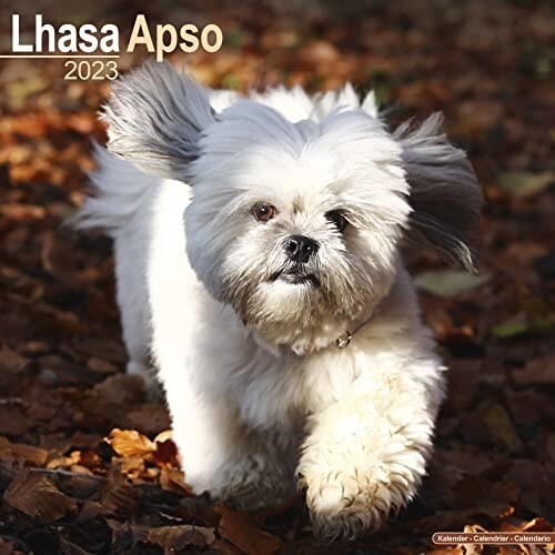 Lhasa Apso 2023 Wall Calendar (Calendar)