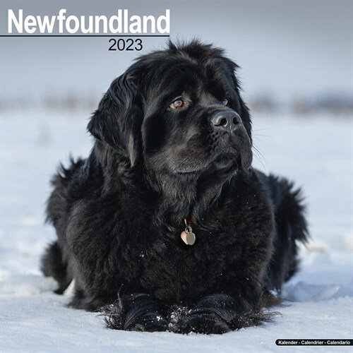 Newfoundland 2023 Wall Calendar (Calendar)