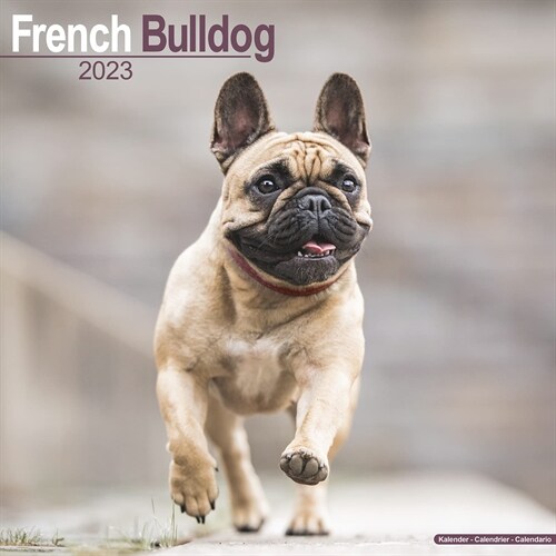 French Bulldog 2023 Wall Calendar (Calendar)