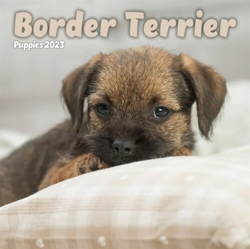 BORDER TERRIER PUPPIES MINI SQUARE WALL (Spiral Bound)