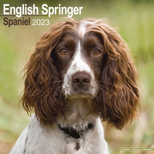 Eng Springer Spaniel (Euro) 2023 Wall Calendar (Calendar)
