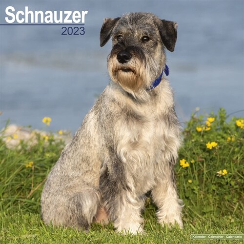 Schnauzer (Euro) 2023 Wall Calendar (Calendar)