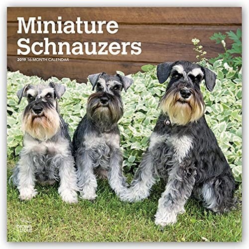 Schnauzer Miniature 2023 Wall Calendar (Calendar)