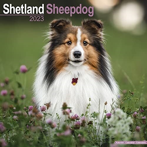 Shetland Sheepdog 2023 Wall Calendar (Calendar)