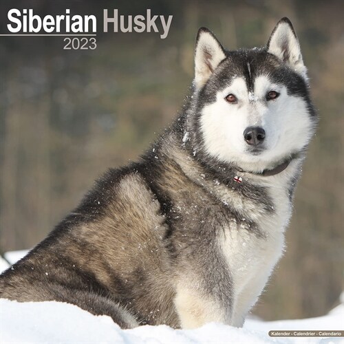 Siberian Husky 2023 Wall Calendar (Calendar)