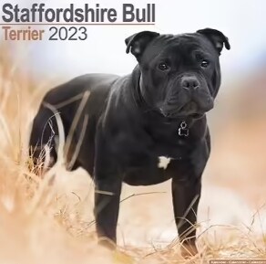 Staffordshire Bull Terrier 2023 Wall Calendar (Calendar)