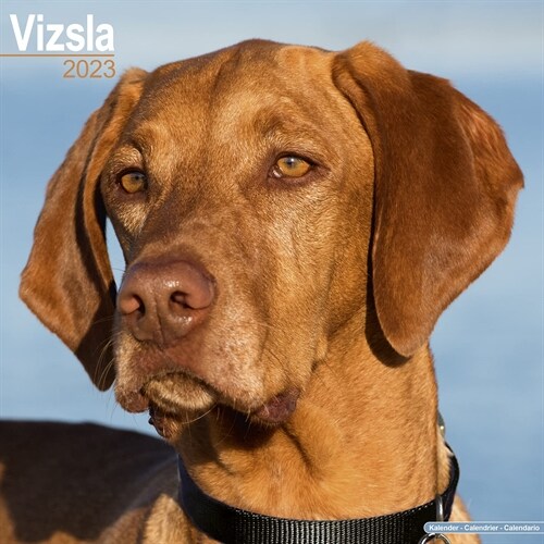 Vizsla 2023 Wall Calendar (Calendar)