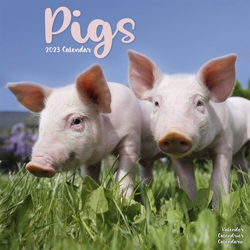 Pigs 2023 Wall Calendar (Calendar)