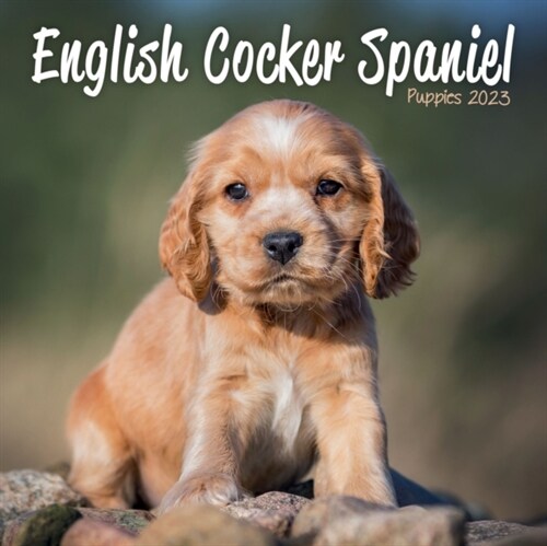 ENGLISH COCKER SPANIEL PUPPIES MINI SQUA (Spiral Bound)